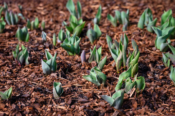 Early signs of spring, tulips bulbs beginning to grow with fresh green leaves shooting out of the ground, mulch covered garden, sunny winter day

