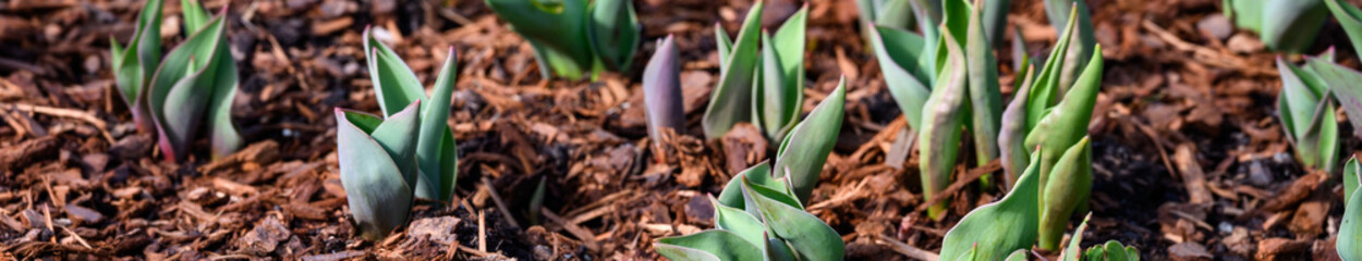 Early signs of spring, tulips bulbs beginning to grow with fresh green leaves shooting out of the ground, mulch covered garden, sunny winter day
