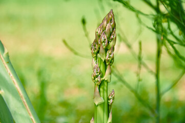 Asparagus Spear Growing in a Garden
