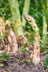 Young Asparagus Shoots Emerging from the Soil