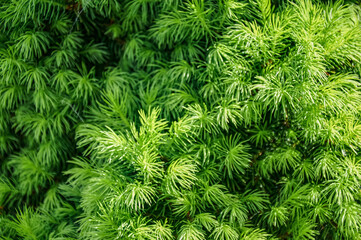 Close-up of Lush Green Conifer Needles