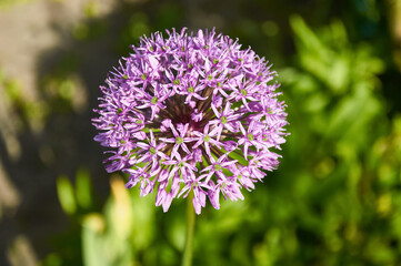 Purple Allium Flower in Full Bloom