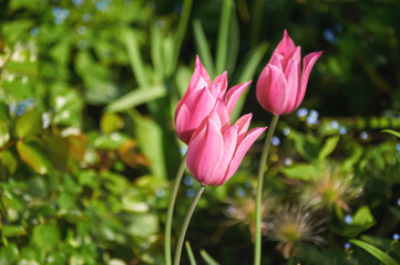 Pink Tulips Blooming in a Spring Garden