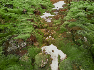 Patches of snow melting on lush green moss and volcanic rock
