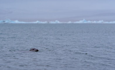 Fototapeta premium Seal swimming in ocean with icebergs in background in Iceland lagoon