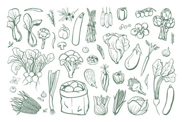 Hand drawn different vegetables set. Vegan food collection in sketch style