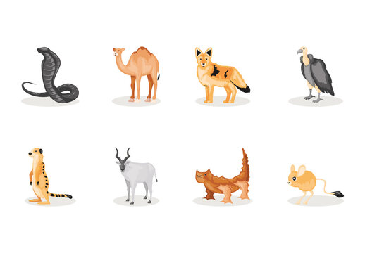 Colorful Desert Wildlife Animal Illustration Set