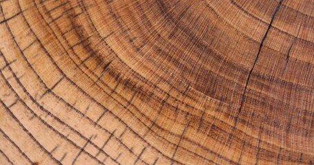 walnut trunk polished for the manufacture of interior details, processed beautiful walnut wood used for the manufacture of objects closeup cracked board - Powered by Adobe