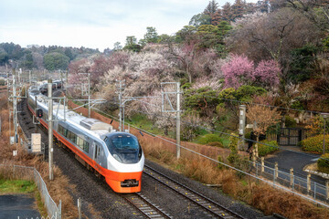 満開の梅が咲き誇る偕楽園
