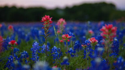 A beautiful field of bluebonnets and Indian paintbrush flowers in Texas, USA