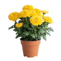 A Potted Chrysanthemum Plant with Soft Yellow Petals Isolated on Transparent Background