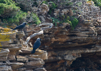 The western jackdaw (Coloeus aka Corvus  monedula), also the Eurasian jackdaw, European jackdaw, or simply jackdaw. nesting. Porto Ferro, Sassari, Alghero, Sardinia, Italy.