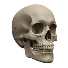 Obraz premium Realistic 3D Skull