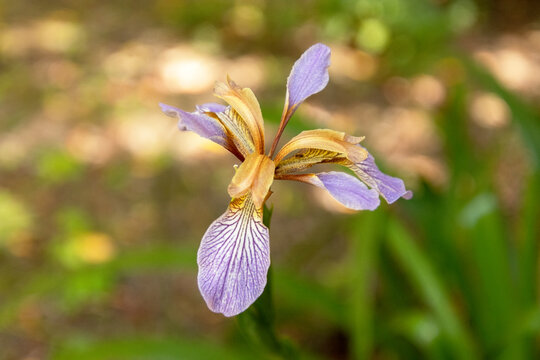 Iris foetidissima o lirio hediondo creciendo entre las flores silvestres