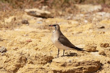 En medio del carril una Canastera (Glareola pratincola)