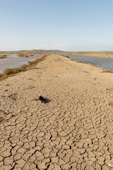 Las marismas en lamentables circunstancias de sequia