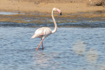 Un elegante Flamenco común (Phoenicopterus roseus)