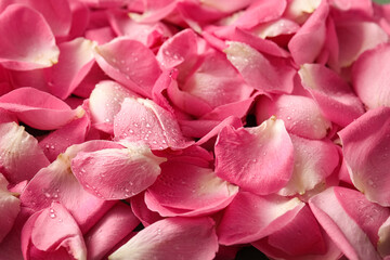 Naklejka premium Beautiful pink rose petals as background, closeup