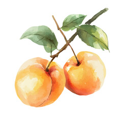 Watercolor hand-painted yellow apricot branch and green leaves with realistic texture on a white background, botanical fruit illustration, flat watercolor painting, simple and detailed design.