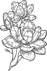Line Art Hand Drawing Black and White Magnolia Bloosom Flower Vector Illustration