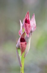 Sardinian Tongue Orchid Serapias nurrica. Punta Negra, Stintino, Sardinia. Italy