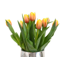 Yellow , orange tulips isolated on white background 