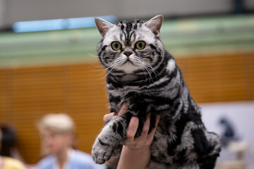 Naklejka premium portrait of a cat