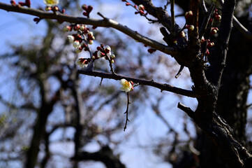 白梅の花とツボミ