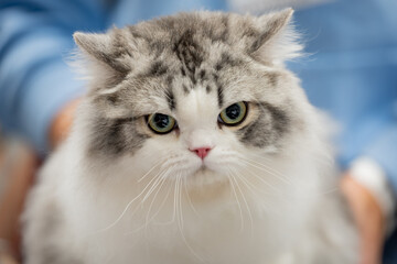 RAGAMUFFIN CAT