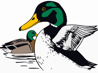 Mallard