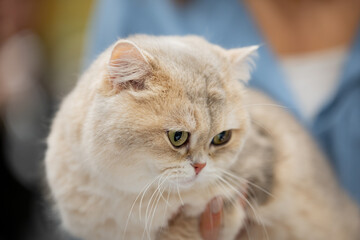 portrait of a cat