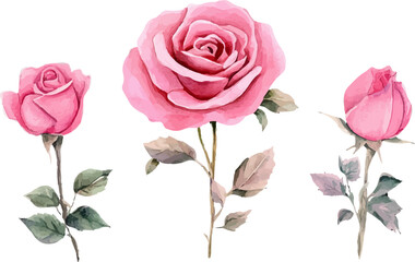 pink rose on white background