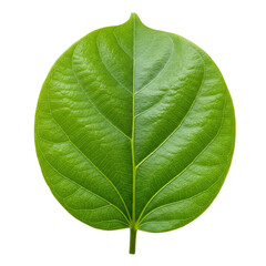 green leaf isolated with transparent background 
