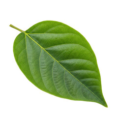 green leaf isolated with transparent image 