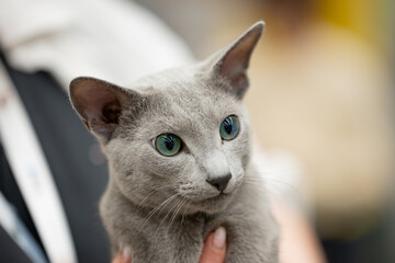 Russian blue cat