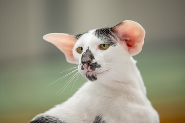  Oriental Shorthair cat