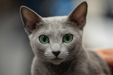 russian blue cat, green eyes