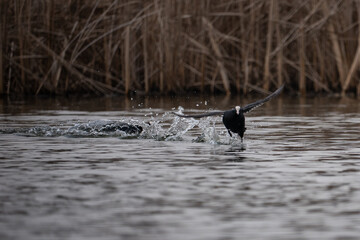 Fototapeta premium Coot flying low above the water 