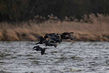 Cormorants in flight over the river.