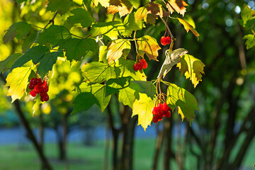 Red viburnum berries shine under golden sunlight in a vibrant garden setting