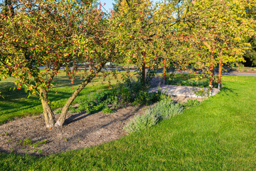 Naklejka premium Bright autumn afternoon in a serene garden with lush greenery and gentle shadows