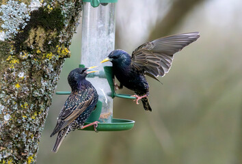 A pair of starlings on a bird feeder.