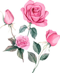 vector illustration of roses