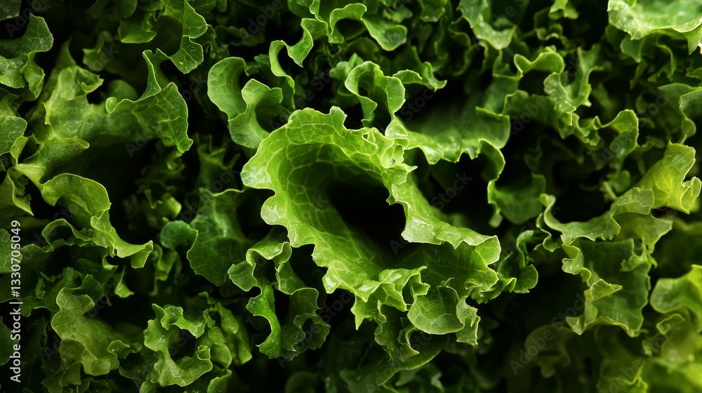 Poster close-up view of vibrant green lettuce leaves. creating a captivating textured pattern with their ru