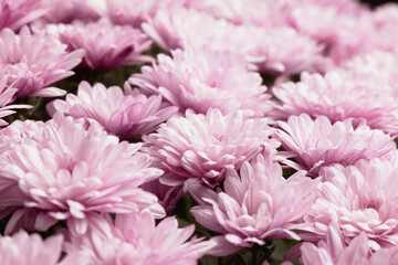 A dense arrangement of vibrant pink chrysanthemums fills the frame, showcasing their layered petals...