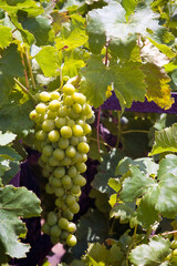 A bunch of fresh green grapes hangs among vibrant green vine leaves, illuminated by sunlight,...