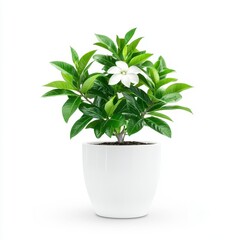 Obraz premium White Gardenia in a White Pot