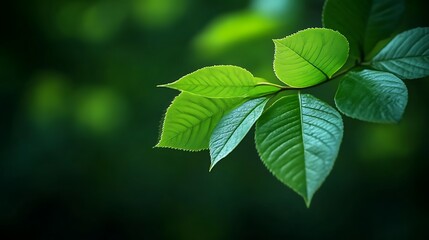 Fototapeta premium Vibrant Green Leaves Branching Outward In Nature