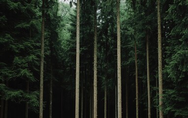 Obraz premium Lush Green Forest With Tall Trees