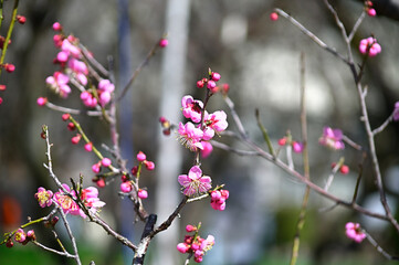 ピンクの梅